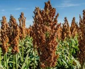 Microfibrillated cellulose from sweet sorghum (Shorghum Bicolor (L.) Moench) fiber by twin screw extruder and its charateristics on polylactic acid biocomposites