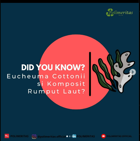 Apa Itu Eucheuma Cottoni? Mari Mengenal Rumput Laut sebagai Karaginan